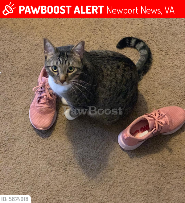Lost Male Cat last seen Tabb lane, Newport News, VA 23602