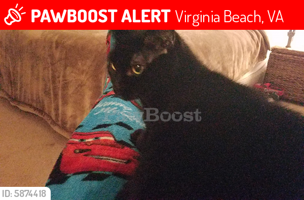 Lost Female Cat last seen Centerville turnpike near the Virginia Beach landfill, Virginia Beach, VA 23464