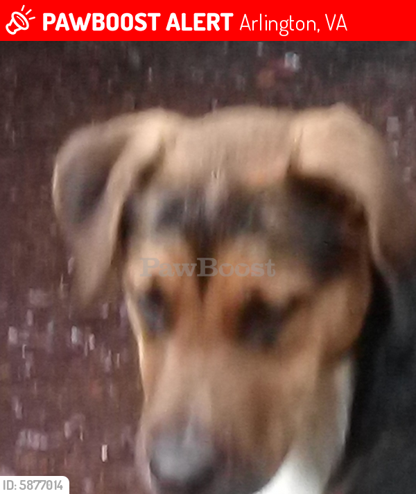 Lost Male Dog last seen 172nd&57th Arlington wa. At quality inn, Arlington, VA 22203