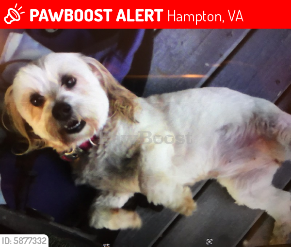 Deceased Female Dog last seen Foxhill Rd, Hampton, VA 23669