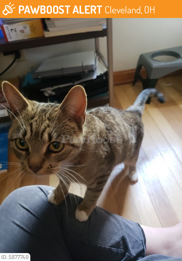 Found/Stray Unknown Cat last seen Archmere Park and Honey Hut , Cleveland, OH 44109