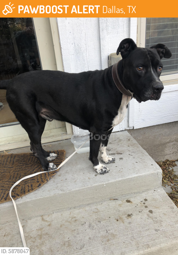 Found/Stray Male Dog last seen Kiest Park , Dallas, TX 75224
