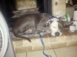 Reunited Male Dog last seen Stassney Ln., Austin, TX 78745