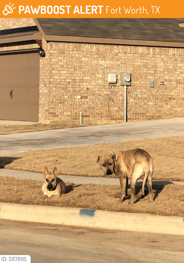 Found/Stray Unknown Dog last seen Poynter street, Fort Worth, TX 76123