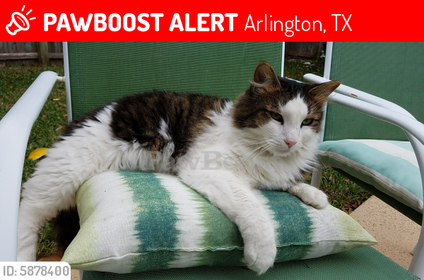 Lost Male Cat last seen Bent Tree Ln & Lee Dr, Arlington, TX 76016