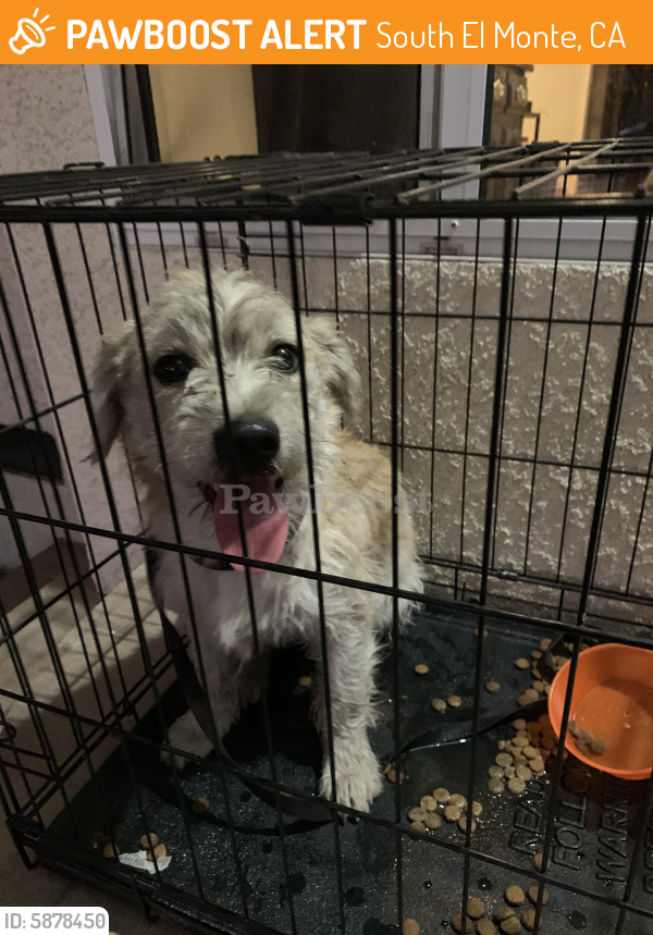 Found/Stray Unknown Dog last seen Michael Hunt and Leafdale, South El Monte, CA 91733