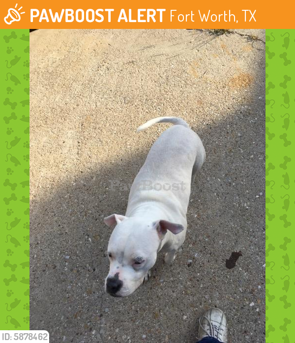 Rehomed Female Dog last seen Hemphill st and Allen ave, Fort Worth, TX 76104
