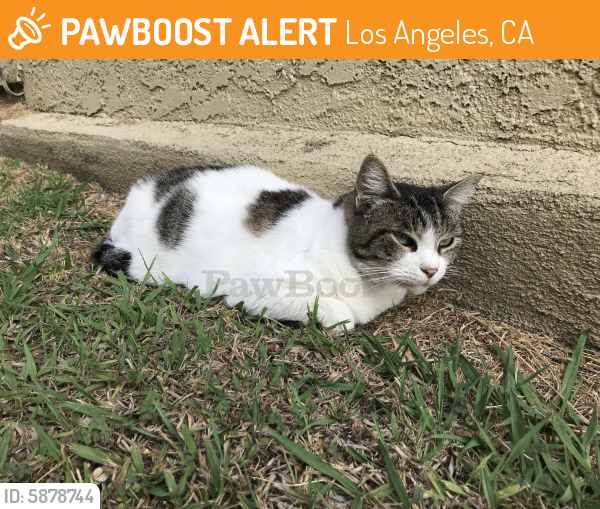 Found/Stray Unknown Cat last seen Near washington place (at Coolidge), Los Angeles, CA 90066