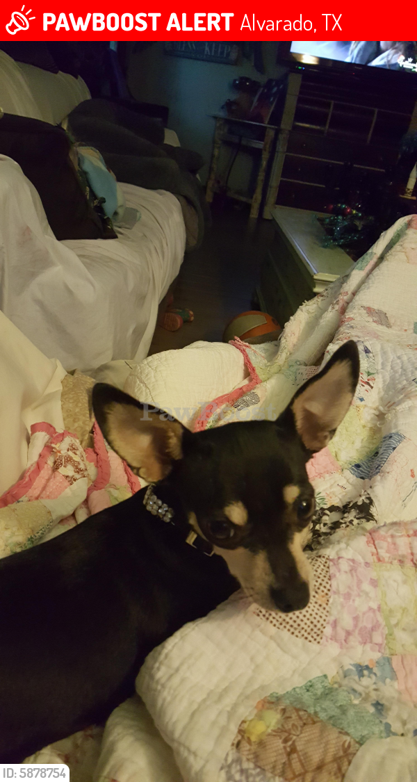 Lost Female Dog last seen Lakeview court and high meadows, Alvarado, TX 76009