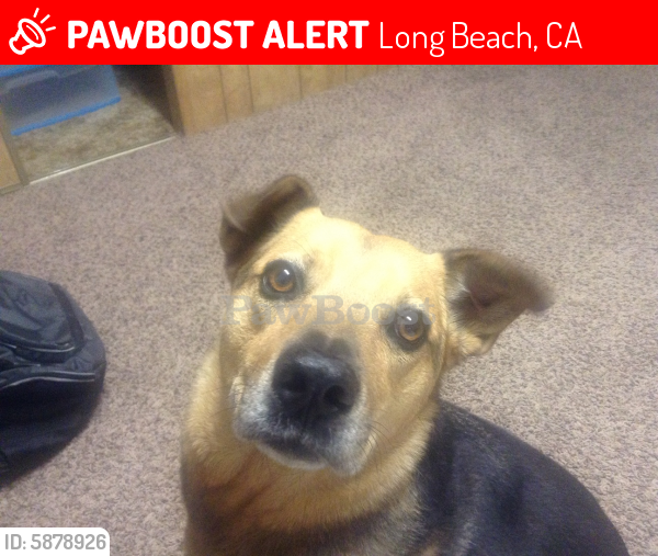 Lost Male Dog last seen Anaheim & Atlantic, Long Beach, CA 90813