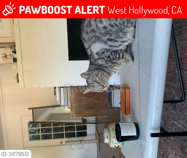 Lost Male Cat last seen Kirkwood, West Hollywood, CA 90046