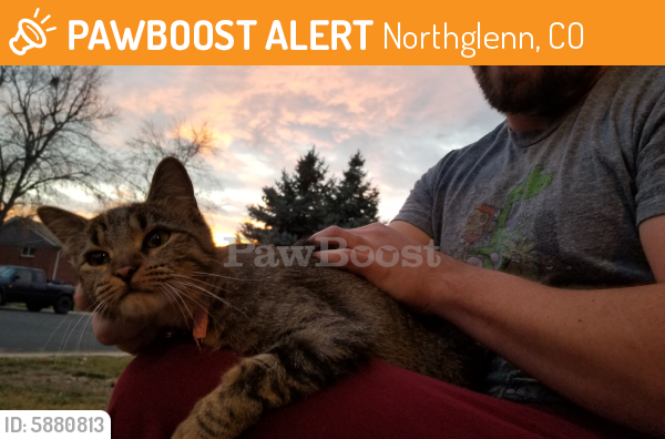 Rehomed Female Cat last seen 108th Pl and Larry Dr, Northglenn, CO 80233