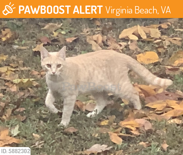 Found/Stray Unknown Cat last seen Corner of Edinburgh dr and smith on. , Virginia Beach, VA 23452