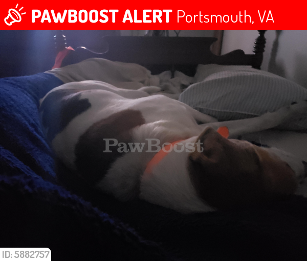 Lost Male Dog last seen Griffin street portsmouth va , Portsmouth, VA 23707