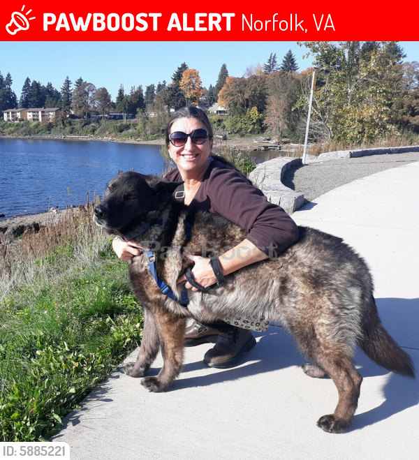 Lost Male Dog last seen 26th x belmont, Norfolk, VA 23504