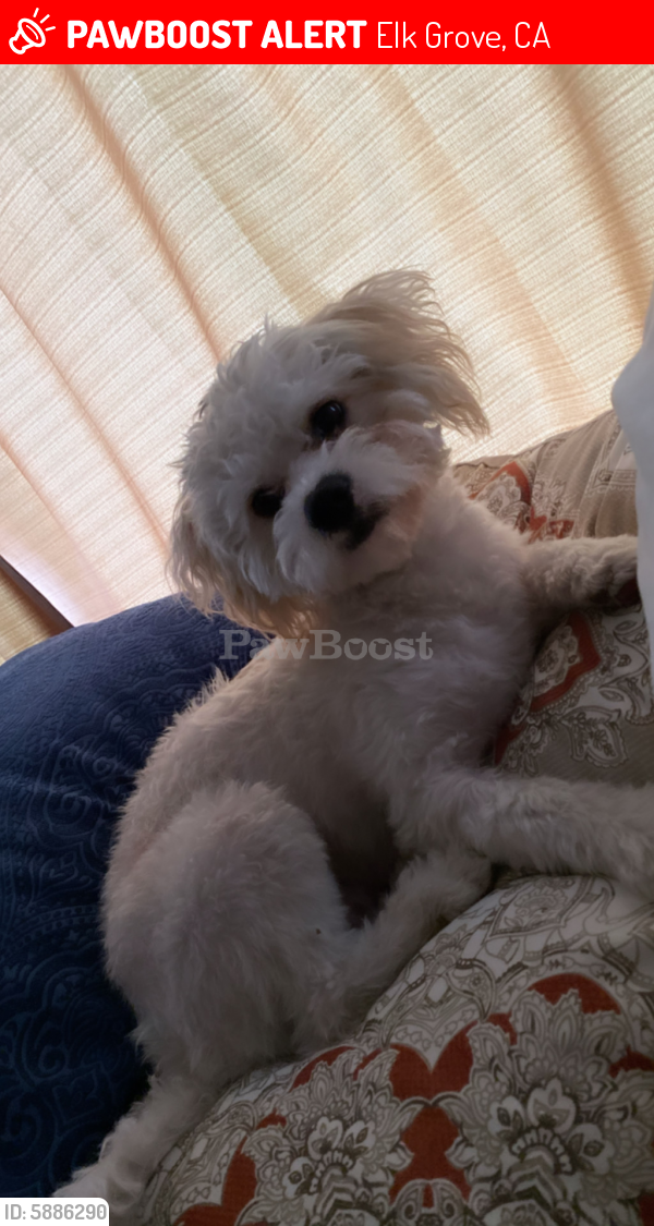 Lost Male Dog in Elk Grove, CA 95624 Named Marsh (ID 5886290) PawBoost