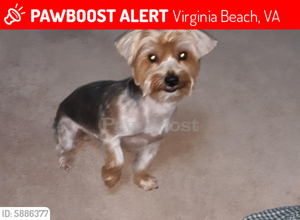 Lost Male Dog last seen Holland Rd and Windsor Oaks Blvd , Virginia Beach, VA 23453