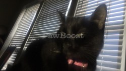 Reunited Female Cat last seen McCree and Klemm, St. Louis, MO 63110