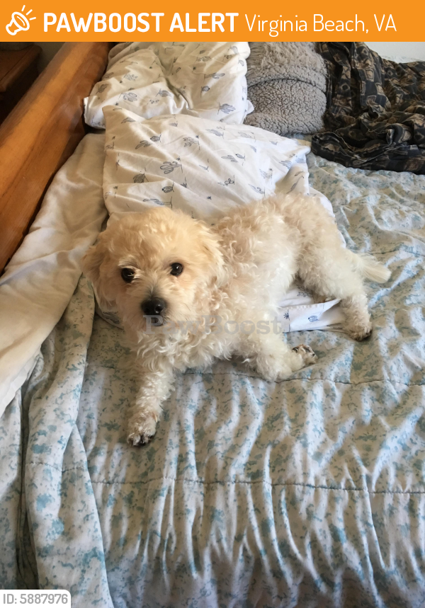 Found/Stray Male Dog last seen In College Square Townhome apartment , Virginia Beach, VA 23464