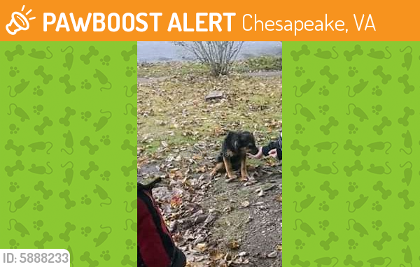 Found/Stray Unknown Dog last seen Camelot, Chesapeake, VA 23323
