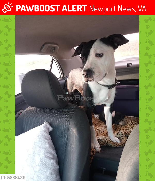 Lost Male Dog last seen Diligence, powerlines behind motel 6 on j clyde, Newport News, VA 23601