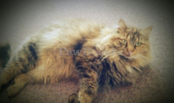 Lost Female Cat last seen Mobile park number 200 of Parkland County AB, Parkland County, AB 