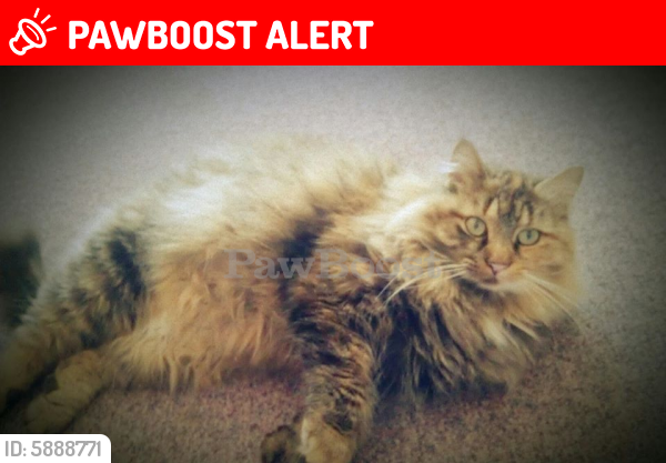 Lost Female Cat last seen Mobile park number 200 of Parkland County AB, Parkland County, AB 