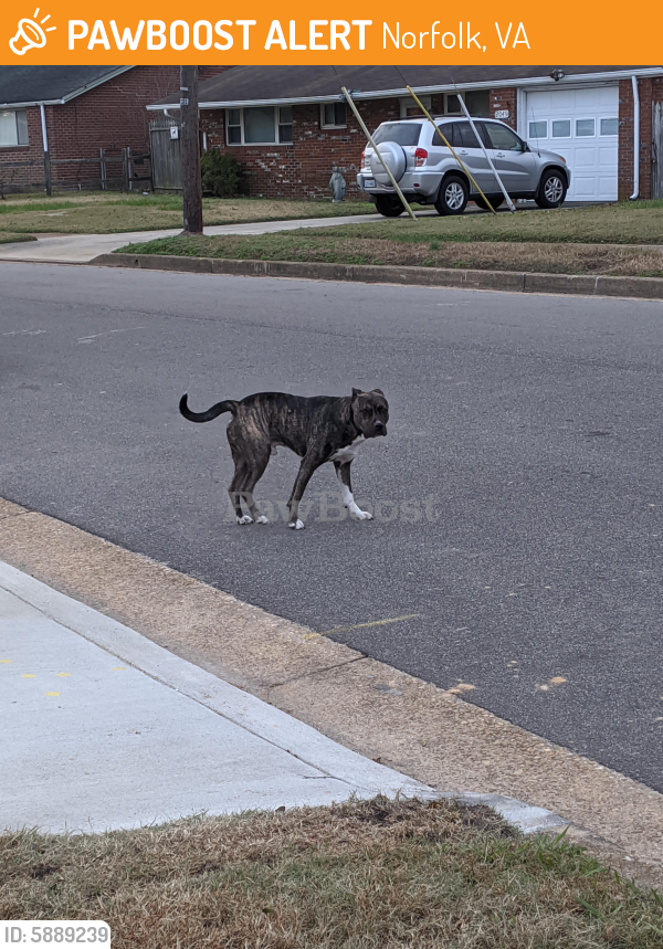 Found/Stray Male Dog last seen Parkview and inlet road, Norfolk, VA 23503