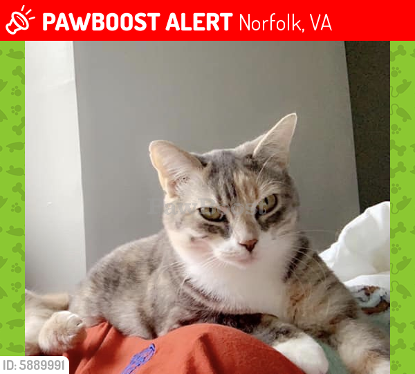 Lost Female Cat last seen 15th view street, Norfolk, VA 23503