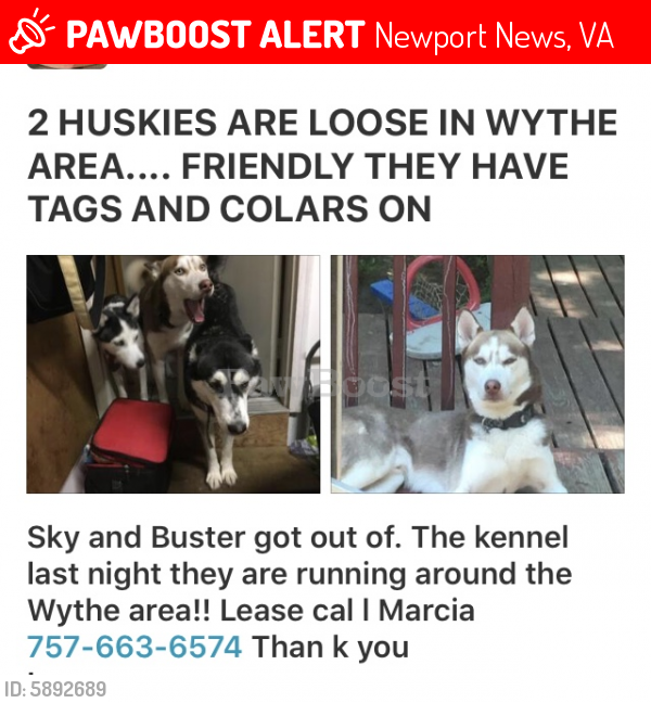 Lost Female Dog last seen Near th , Newport News, VA 23607