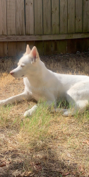 Reunited Female Dog last seen Buckskin & freemont, Brushy Creek, TX 78717