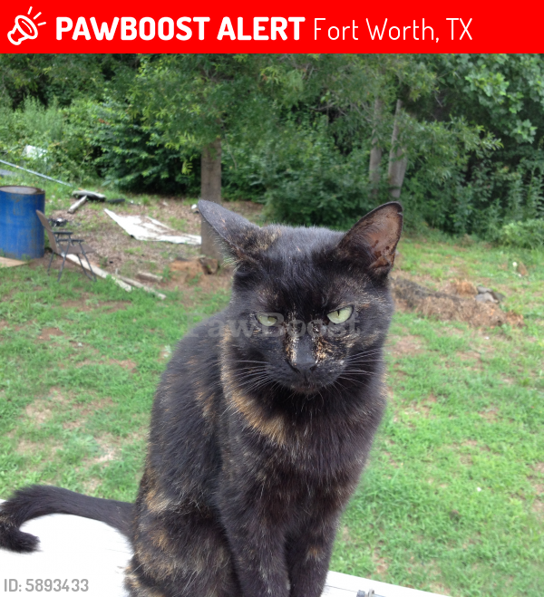 Lost Female Cat In Fort Worth Tx 76120 Named Blackie Id 5893433 Pawboost