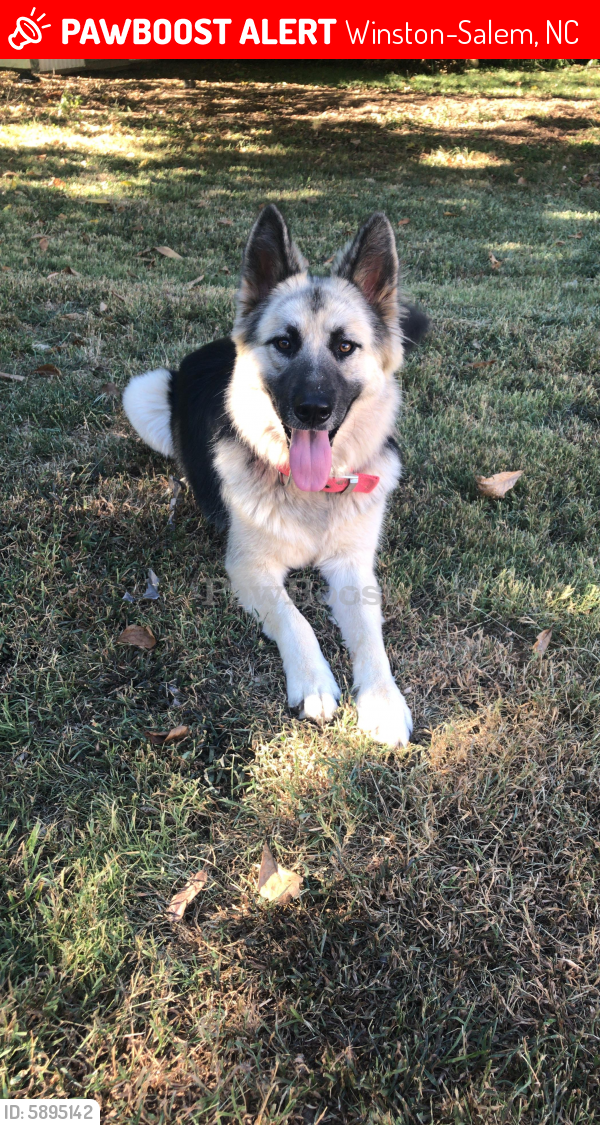 Lost Female Dog In Winston Salem NC 27105 Named Bella ID 5895142 
