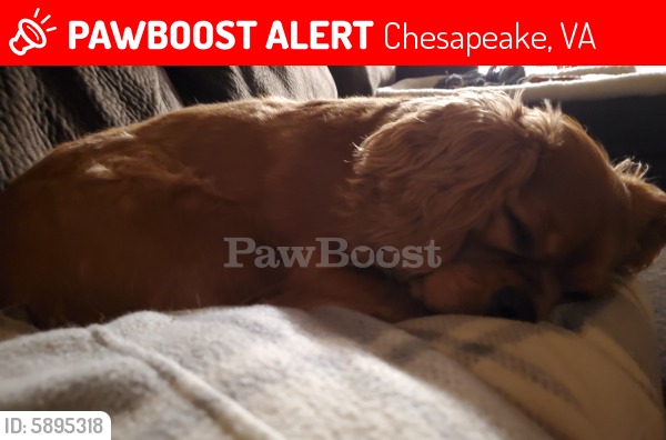 Lost Male Dog last seen Avon Rd, Chesapeake, VA, Chesapeake, VA 23322