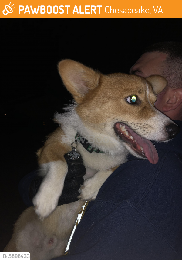 Found/Stray Male Dog last seen Forest cove , Chesapeake, VA 23323