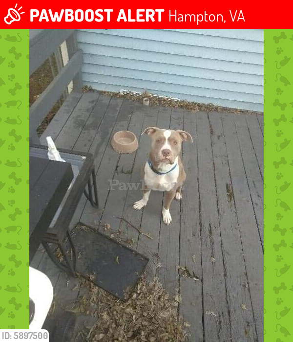 Lost Male Dog last seen Lasalle and kecoughton, Hampton, VA 23669