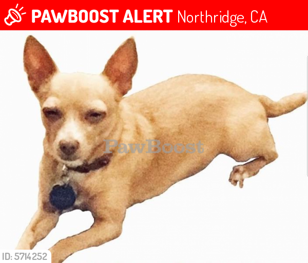 Lost Female Dog last seen the intersection of Corbin and Gresham, Northridge, CA 91324