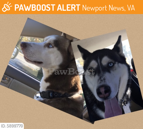 Found/Stray Male Dog last seen 17th st NewPortNews , Newport News, VA 23607