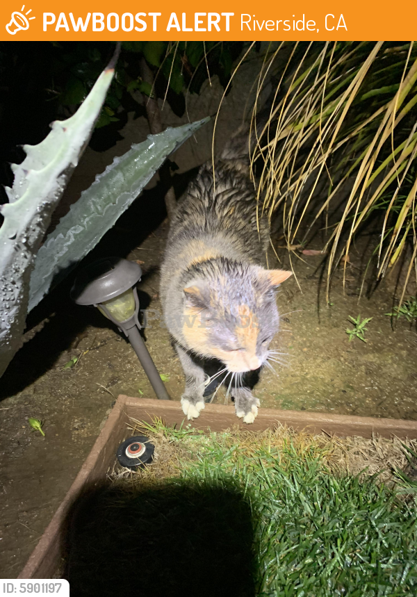 Found/Stray Cat in Riverside, CA 92506 (ID 5901197) PawBoost