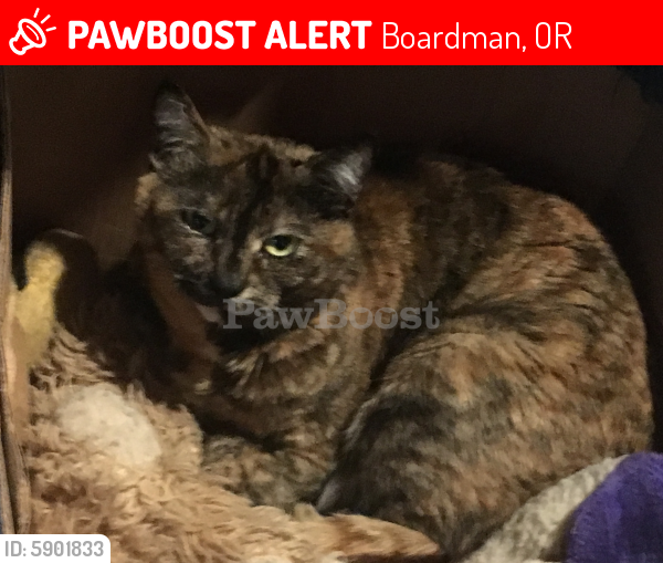Lost Female Cat last seen 1-84 Boardman, Oregon Reston Eastbound, Boardman, OR 97818