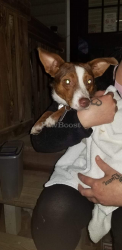 Reunited Female Dog last seen Birch wood road, Altamahaw, NC 27244