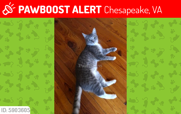 Lost Female Cat last seen Calonia and Terwillinger, Chesapeake, VA 23323