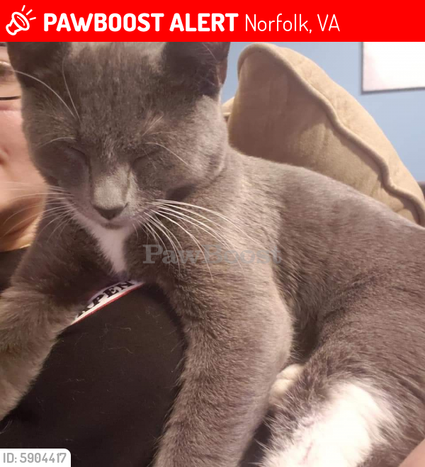 Lost Male Cat last seen Terminal Blvd , Norfolk, VA 23505