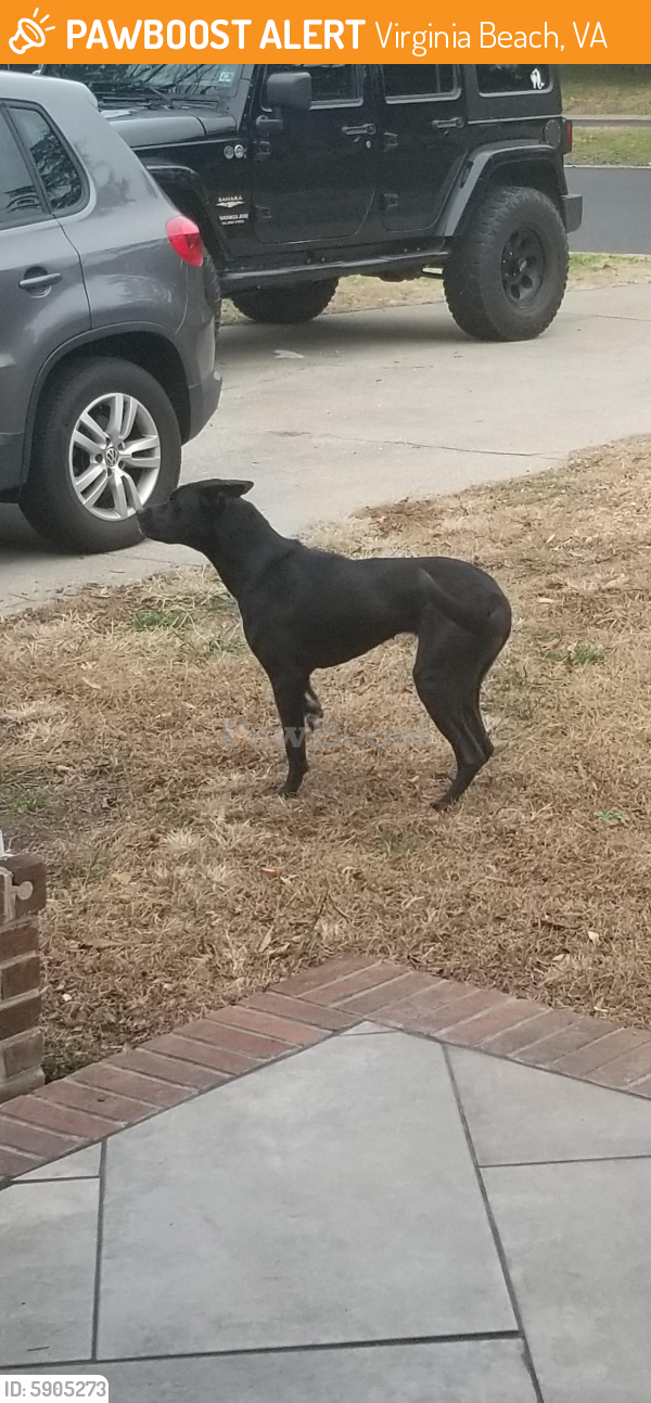 Surrendered Female Dog last seen Providence Road and Beryl Ave , Virginia Beach, VA 23464