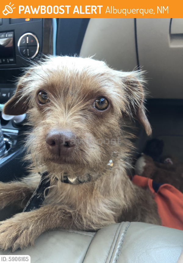 Found/Stray Female Dog in Albuquerque, NM 87112 (ID: 5906165) | PawBoost