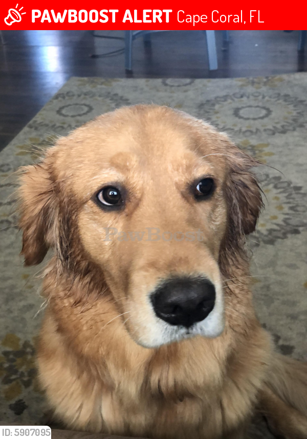 Lost Female Dog in Cape Coral, FL 33991 Named Daisy (ID 5907095