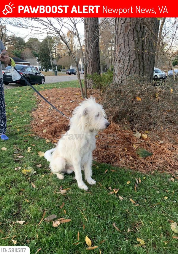 Lost Male Dog last seen Pendleton st, Newport News , Newport News, VA 23606