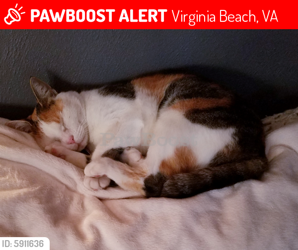 Lost Female Cat last seen Newtown Rd., William's Farm Recreation Center, Virginia Beach, VA 23462