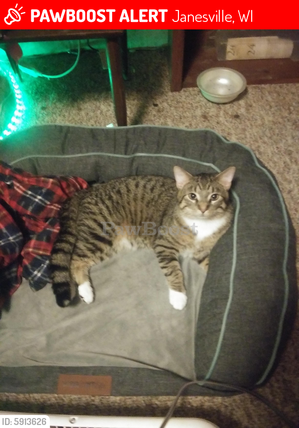 Lost Male Cat In Janesville Wi 53548 Named Stripes Id 5913626 Pawboost