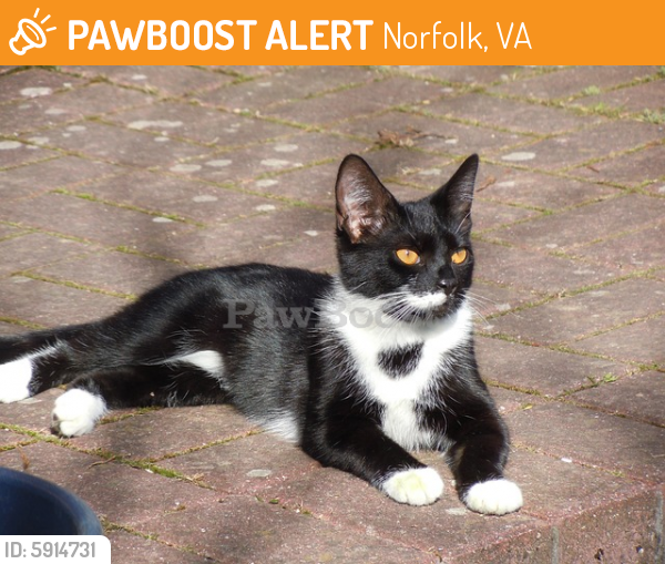 Found/Stray Unknown Cat last seen Between Tarrant St and Dana St, Norfolk, VA 23509